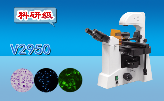荧光草莓视频黄片污.png