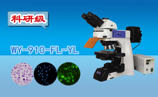 荧光草莓视频黄片污不适合观察活细胞,对吗?